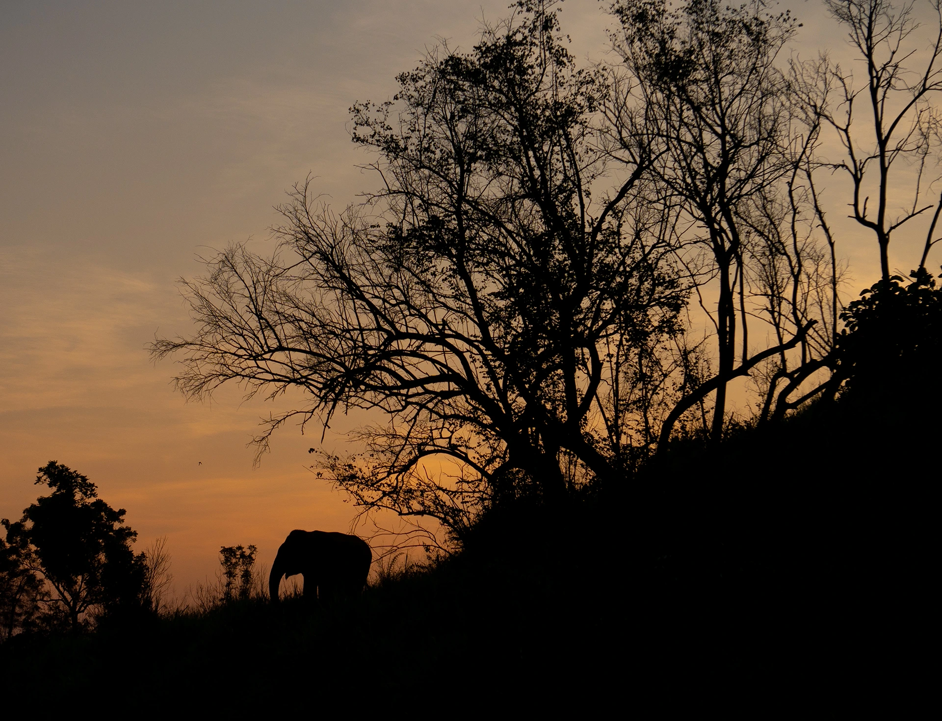 Gal Oya National Park Guided Elephant Boat Safari photo 2